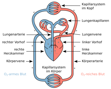 Herz-Kreislauf-System – Taucherpedia